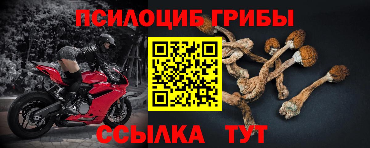 Галлюциногенные грибы Cubensis  Вход с VPN  Саяногорск 